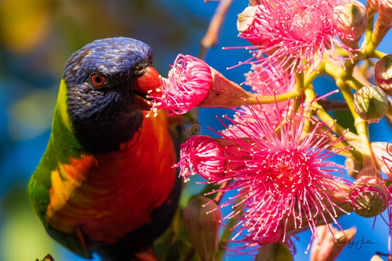 Lorikeet in Gum Tree 4 - Lorikeets