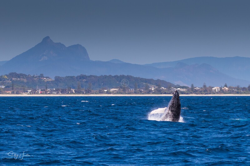 0A3A5562. Breach with Mt Warning 1 - 2023 Whale Photos