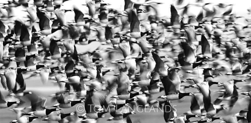 Barnacle Geese - Swans and Geese