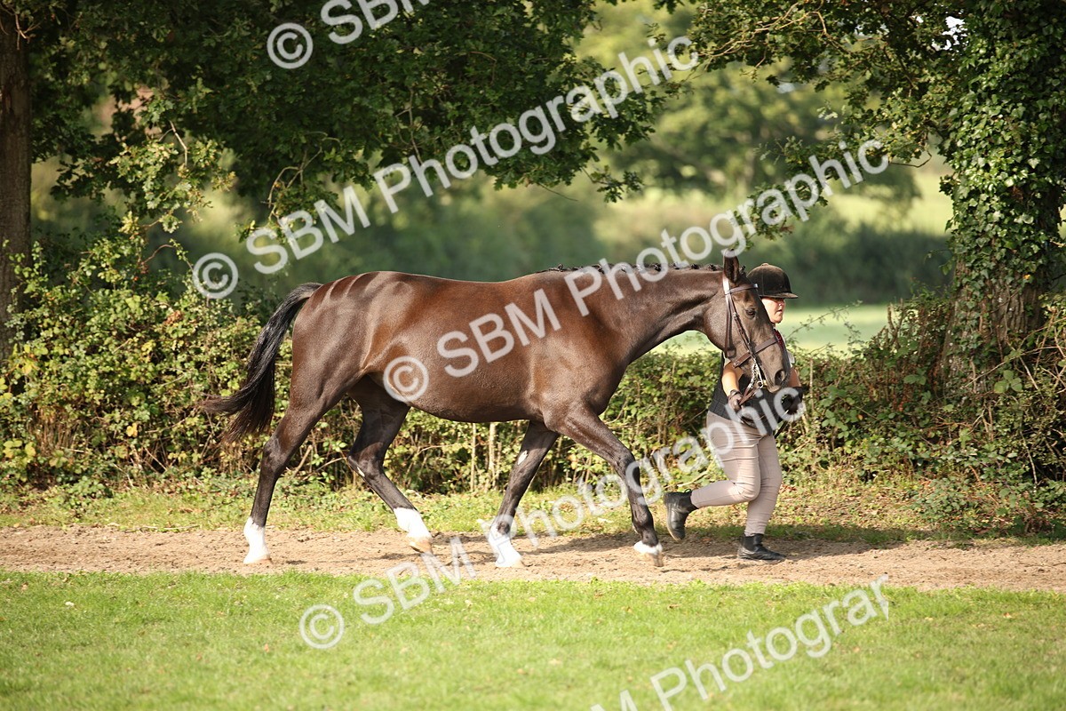 SBM_60077 - S53 - Hunter In Hand