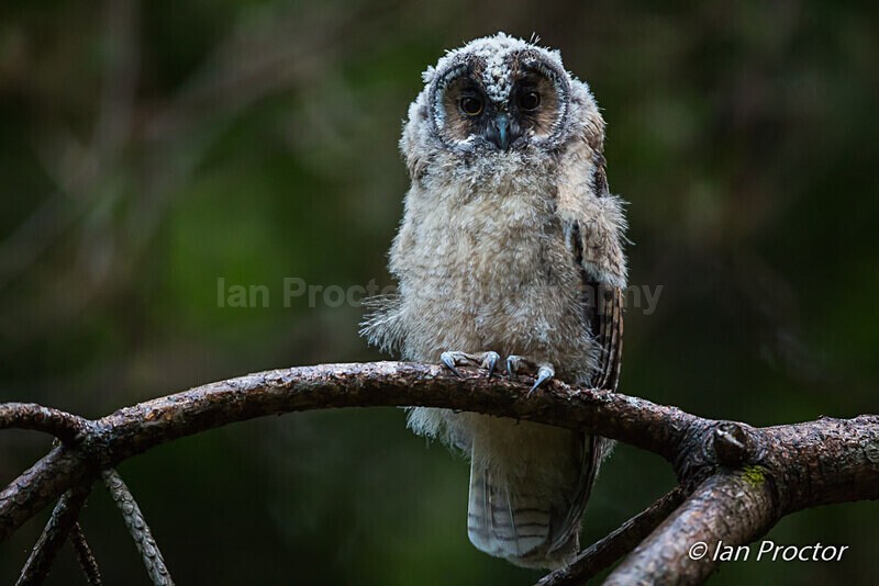Baby Owlet - Long-eared Owl - Nature