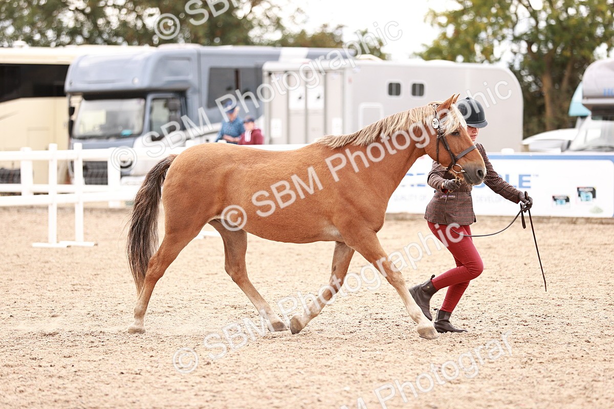 SBM_16892 - Class 415 - Horse-Pony Judge would most like to take home