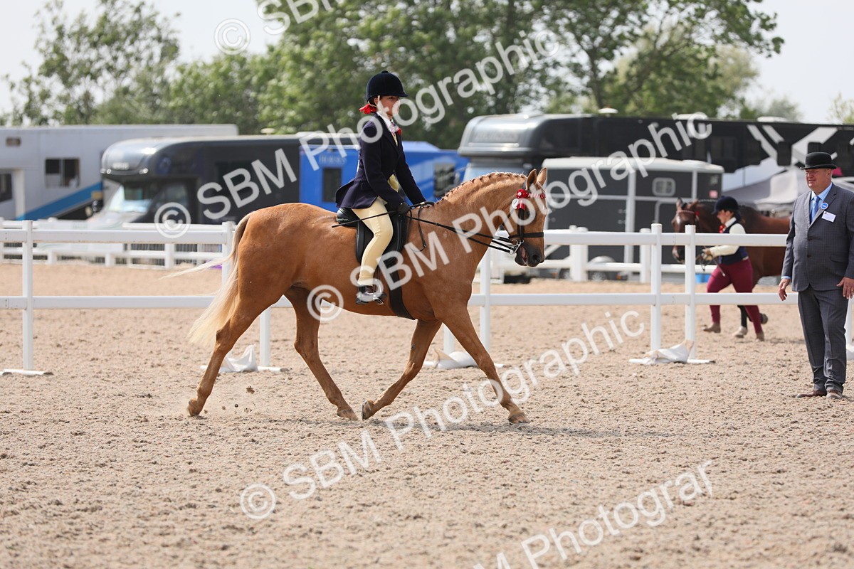 SBM_15577 - Class 311 Ridden Show Pony/ Show Hunter Pony