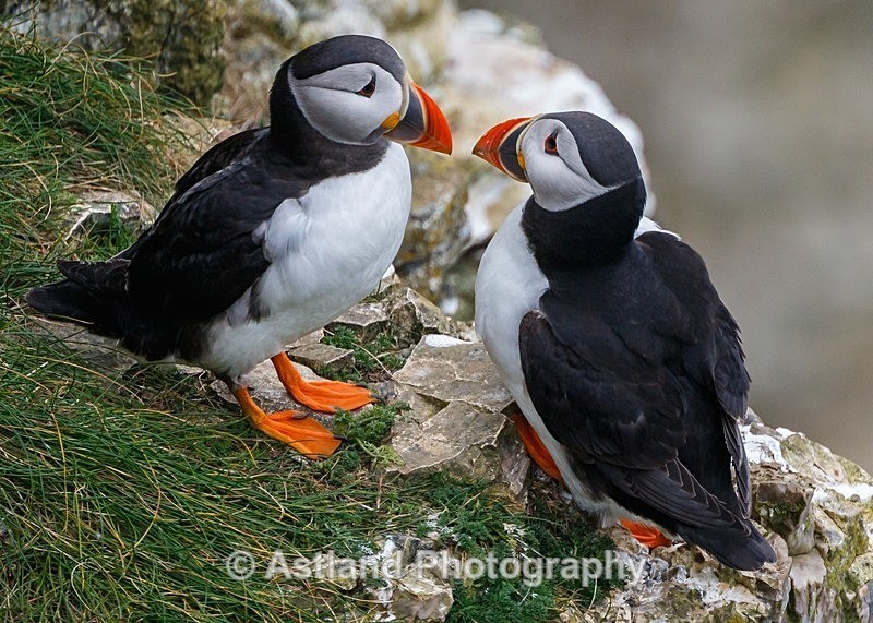 Astland Photography, Bird and Wildlife Images, Susan and Peter Wilson, U.K.