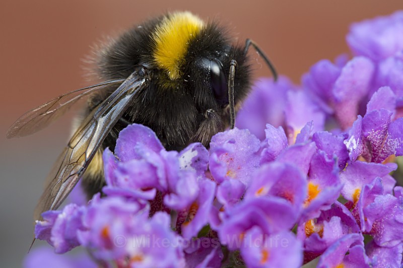 Bumble bee no 1 - BUMBLE BEE GALLERY
