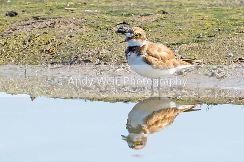 20150711-8E0A9989-3575 - Other Waders