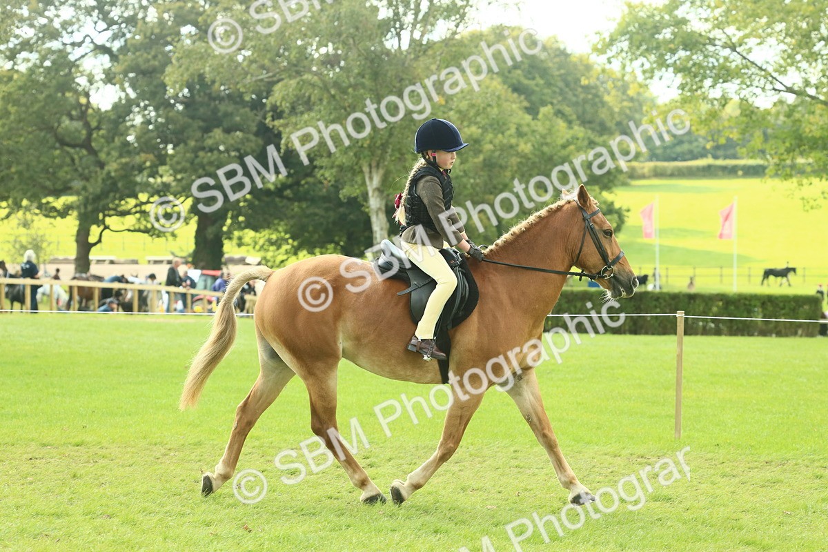 SBM_62495 - S62 - Foreign Breeds Ridden