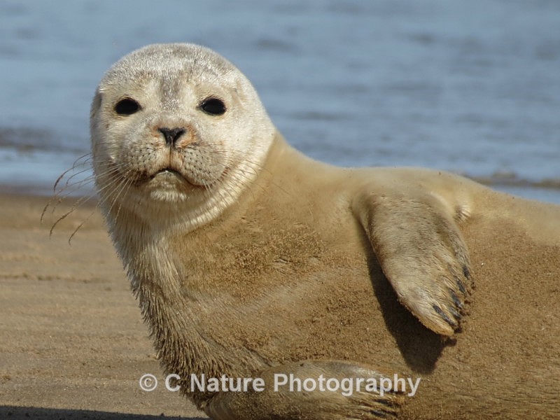 Young Seal - Animals