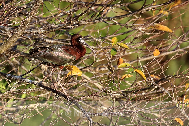Glossy Ibis resting in tree, Wakodahatchee Wetlands, Florida - Glossy Ibis