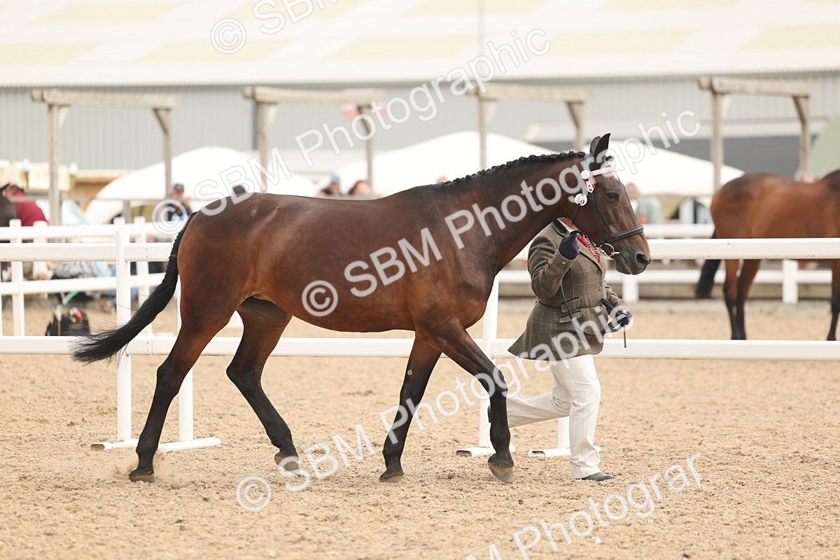 SBM_16956 - Class 312 - IH Competition Horse-Pony