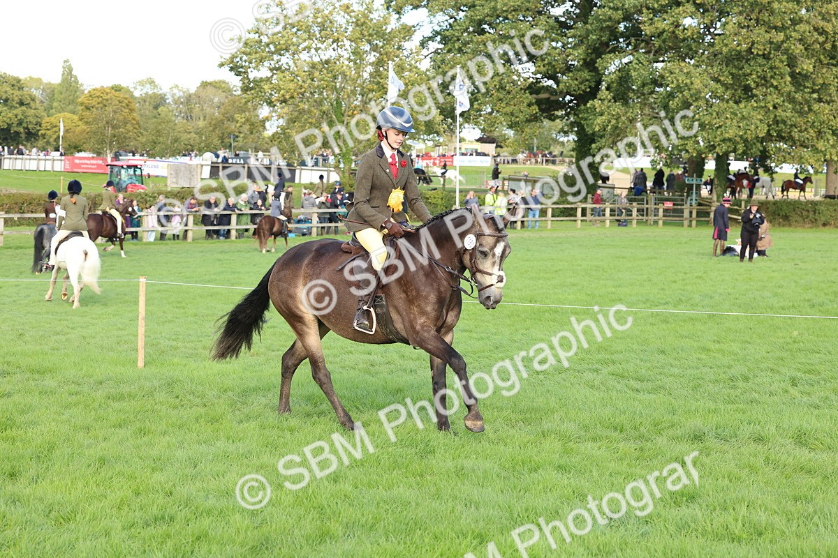 SBM_50219 - S34 - Novice & Newcomers Working Hunter