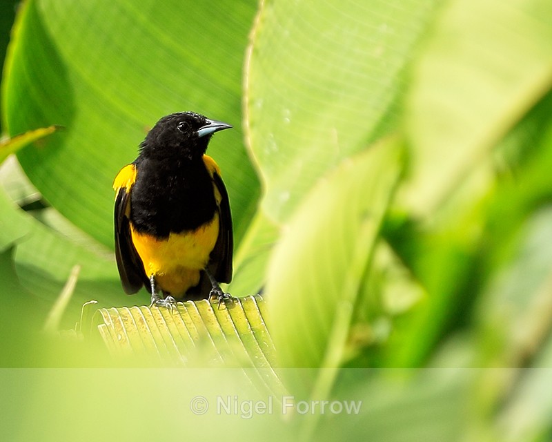 Black-cowled Oriole (adult), Costa Rica - Black-cowled Oriole