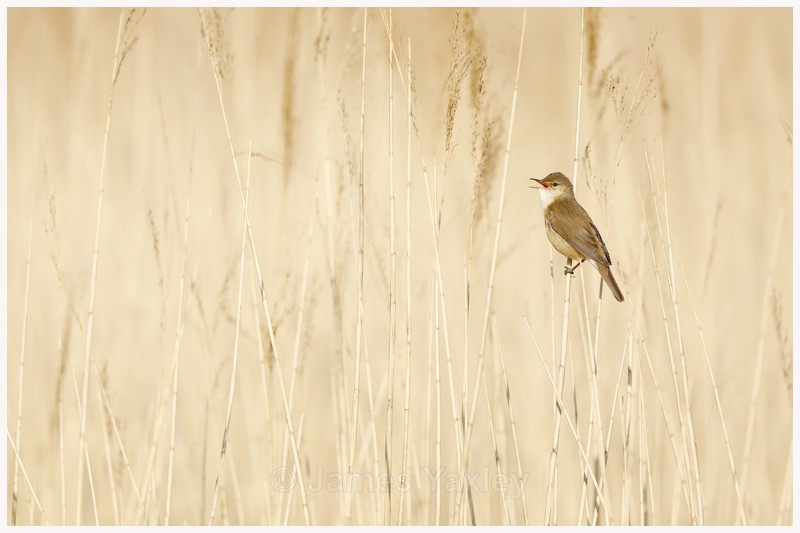 Reed Warbling - Latest Work