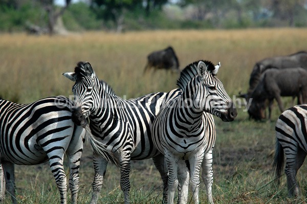  - Africa