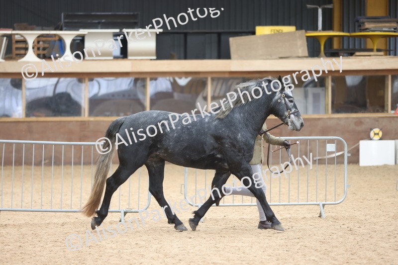 20251109-1003 - Class 27 - Stallions 4 Years and over