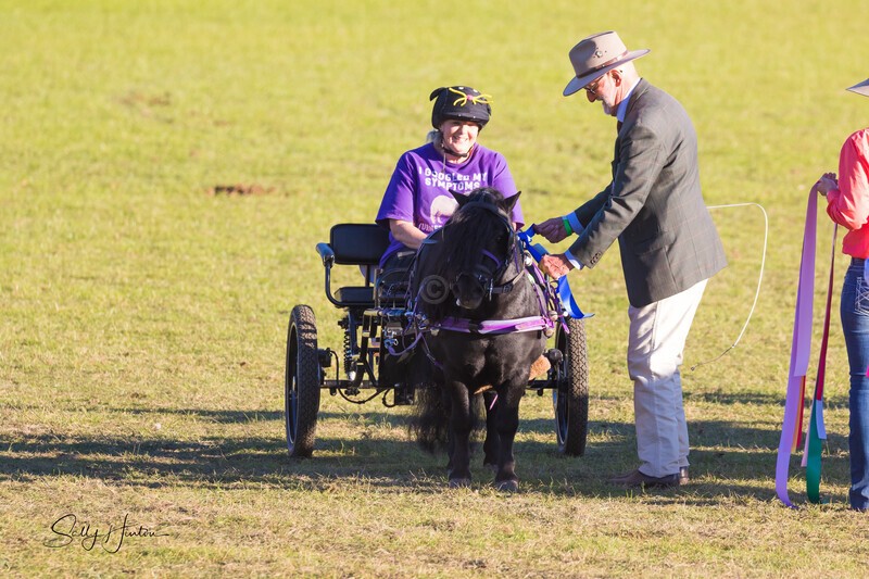 Harness Driving Challenge 37. 0A3A9766 - 2025 Senic Rim Clydesdale Spectacular