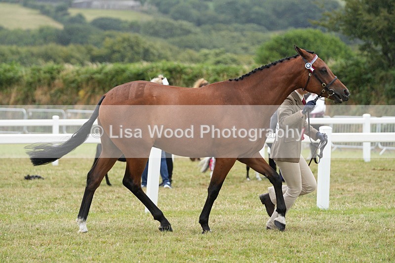 DSC06436 - Hunter/Riding Horse/Hack In Hand Championship