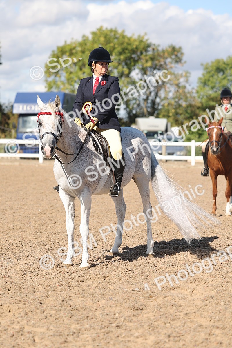 SBM_13129 - Class 305 - Ridden Foreign Breed Pure Bred