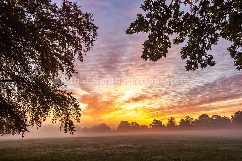4KJS0719 - Trees in Abington Park