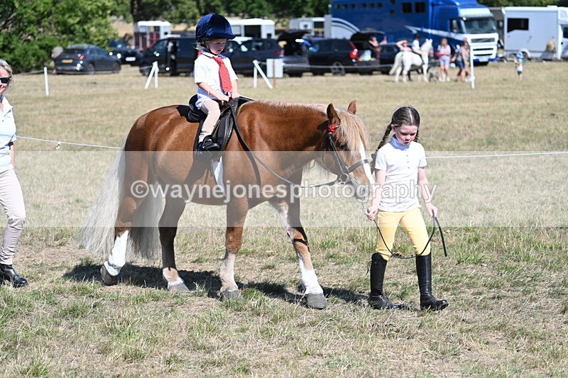 WJ7_1441 - Class 42 Most Handsome Gelding