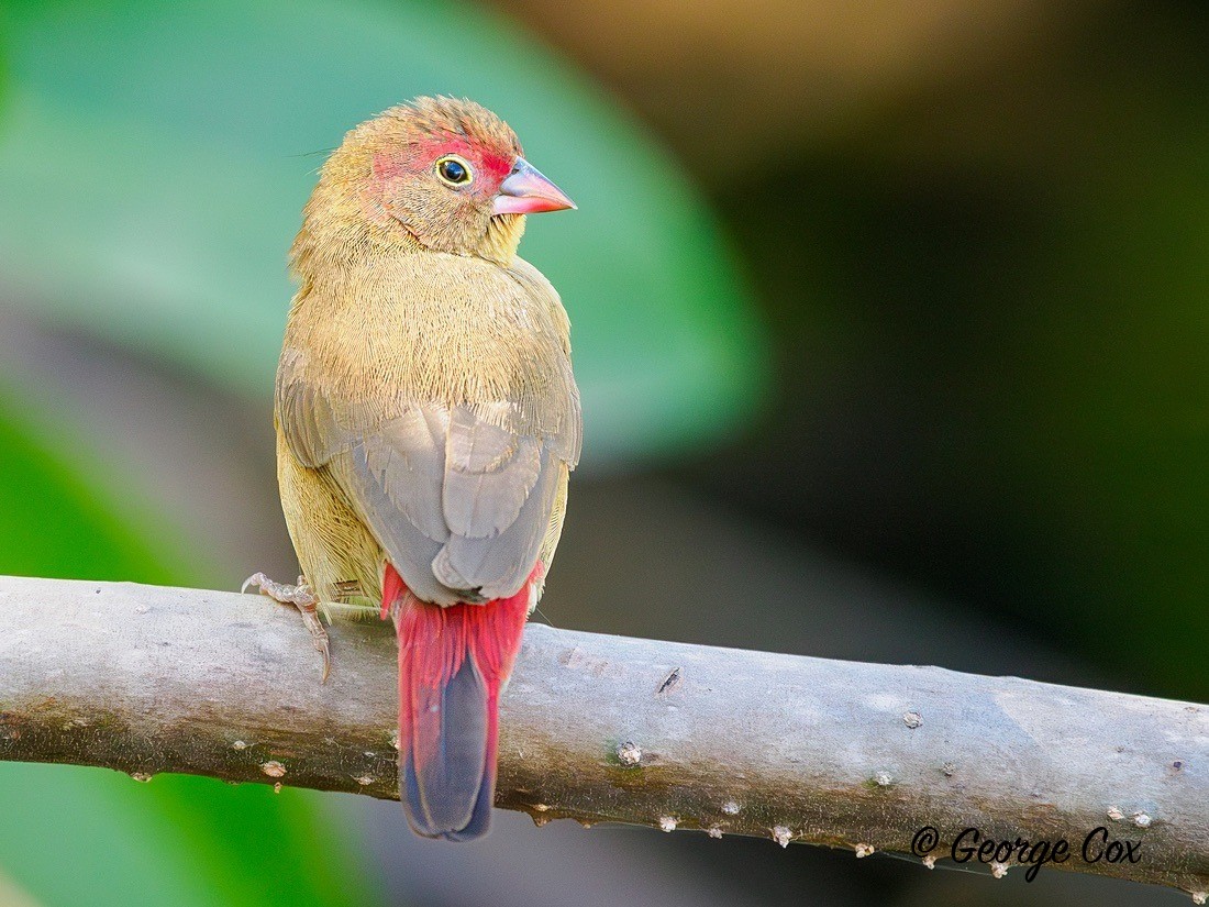 Red Billed Firefinch - Gambia 2025