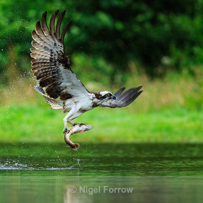 Scottish Osprey in flight with a fish at Rothiemurchus - Osprey