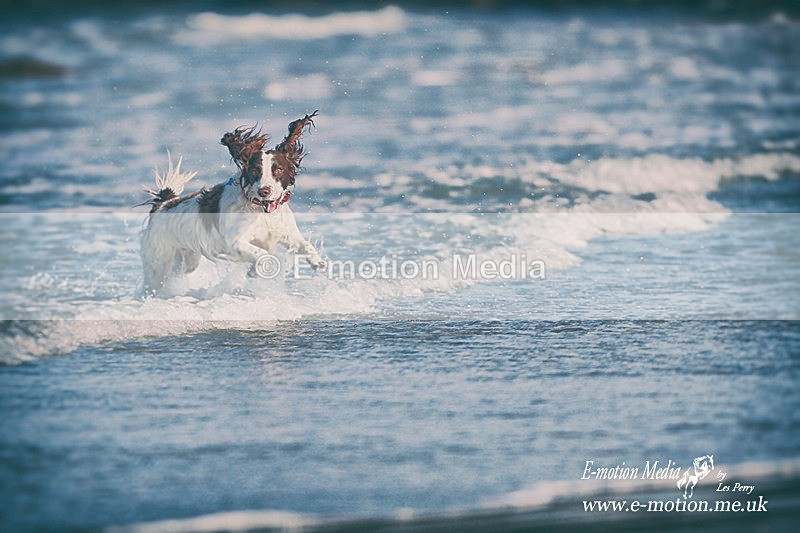 _LES1565vintage - Dogs