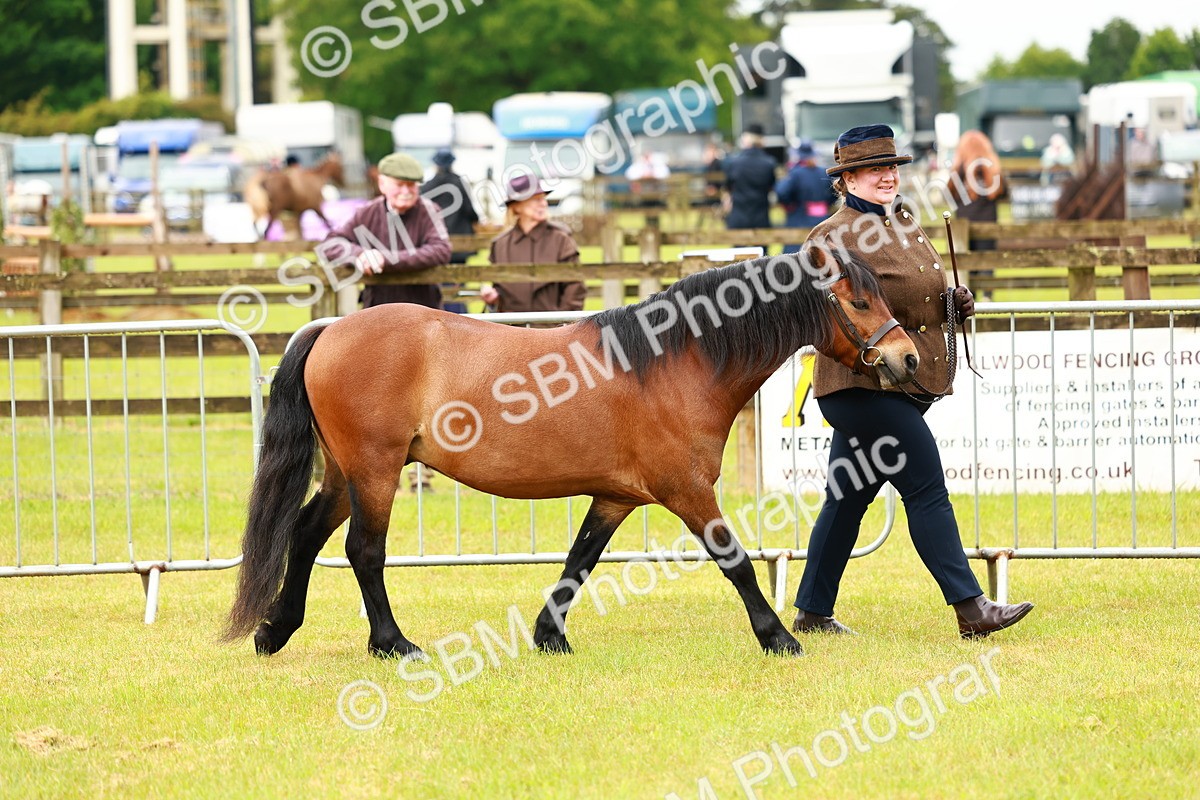 SBM_00254 - Class 58-67 - M&M Non Welsh Pony In hand