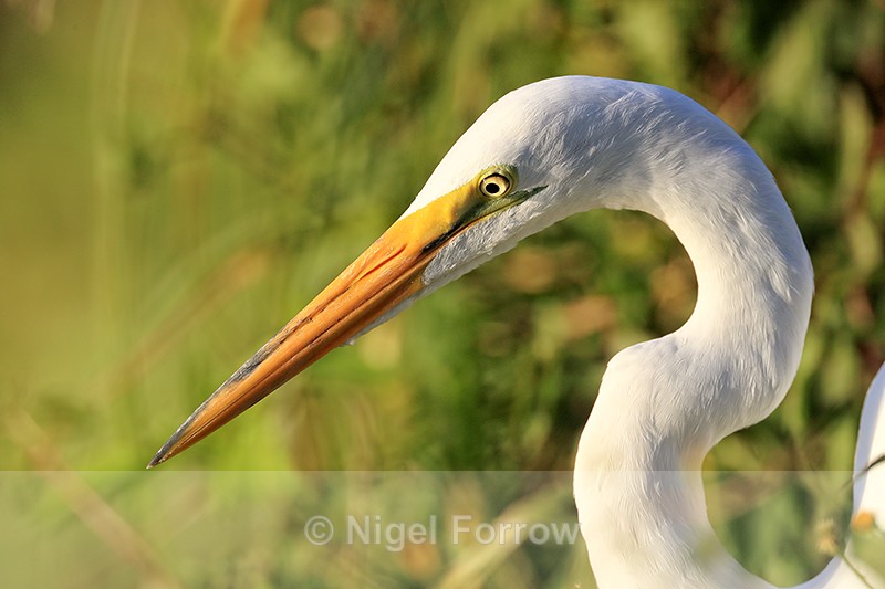 Great Egret head close, Venice Rookery, Florida - Great Egret