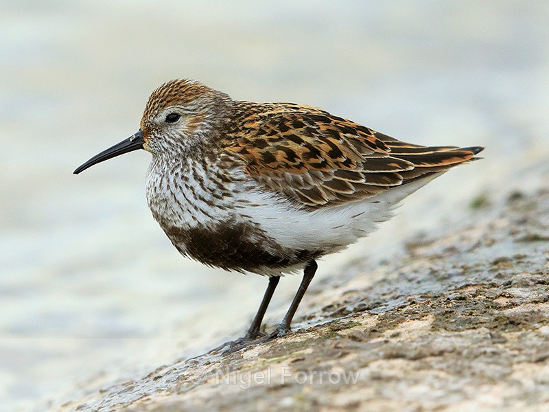 Dunlin (breeding plumage) on the causeway at Farmoor - Dunlin