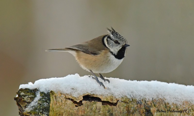 Crested Tit - Birds