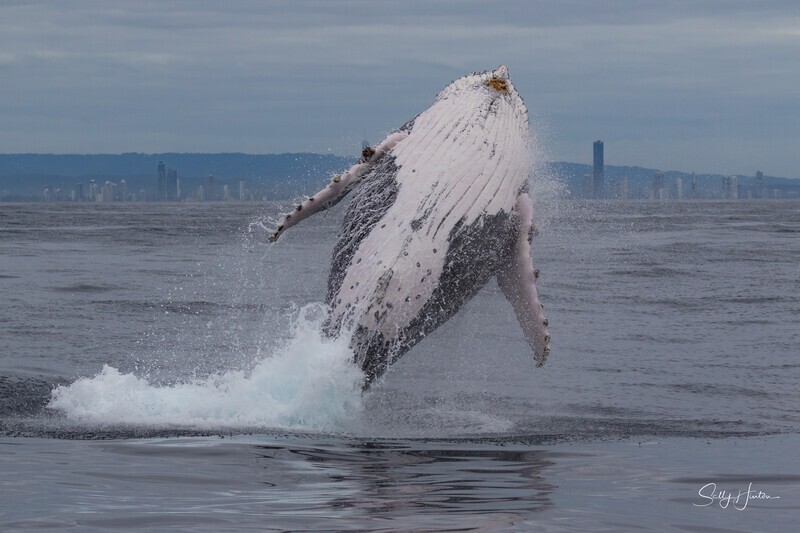 0A3A7081. Breach in Glassy Water 19 - 2023 Whale Photos