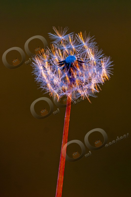 Dandelion Clock-8583 - Plants and trees