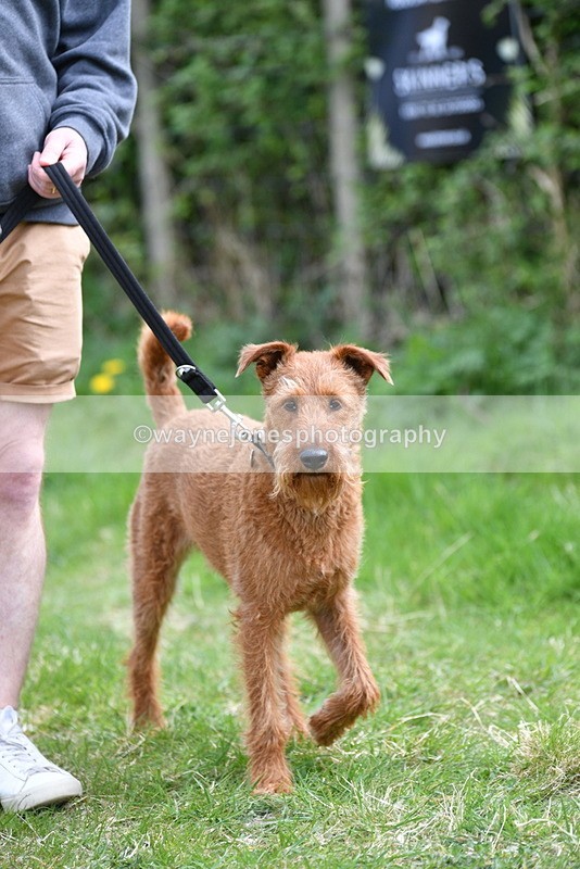 WJ5_9508 - Class 3 Most Handsome Dog