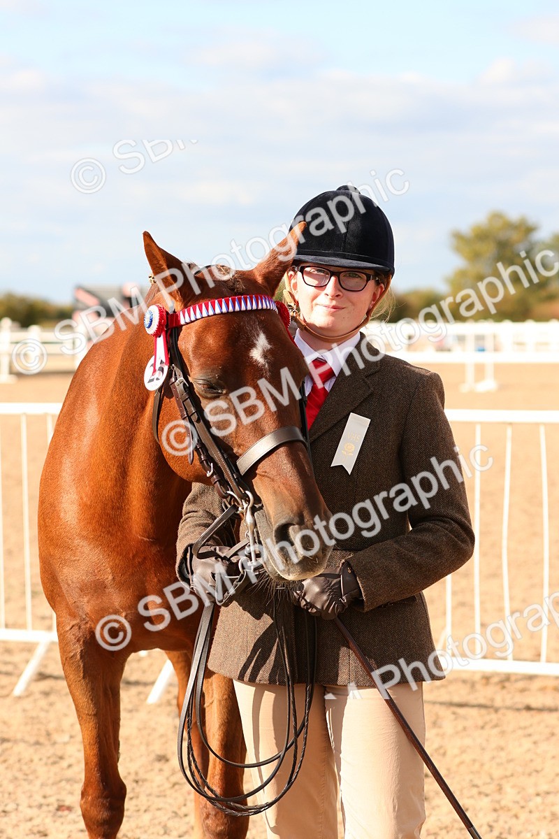 SBM_18380 - Class 318 - IH Part Bred Horse Pony