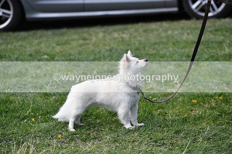 WJ5_0810 - Best in Show Championship