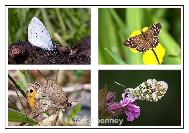 British Butterflies - Insects & Spiders