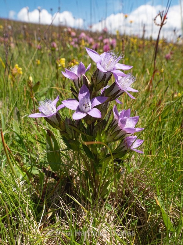 Dolomite gentian (Gentianella anisodonta) - Flowers in the Landscape