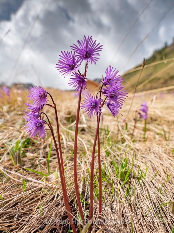 Alpine snowbell (Soldanella alpina)  - Flowers in the Landscape