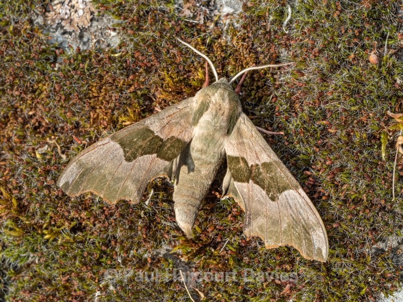 Lime hawk (Mimas tiliae) - Insects, Spiders and other Animals