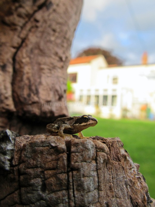  - Reptiles, amphibians & pond life, Great Britian
