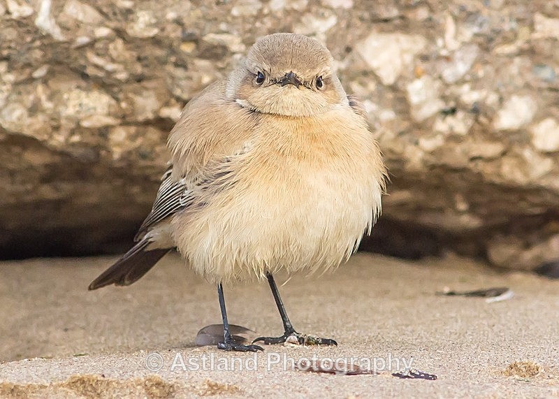 Astland Photography, Bird and Wildlife Images, Susan and Peter Wilson, U.K