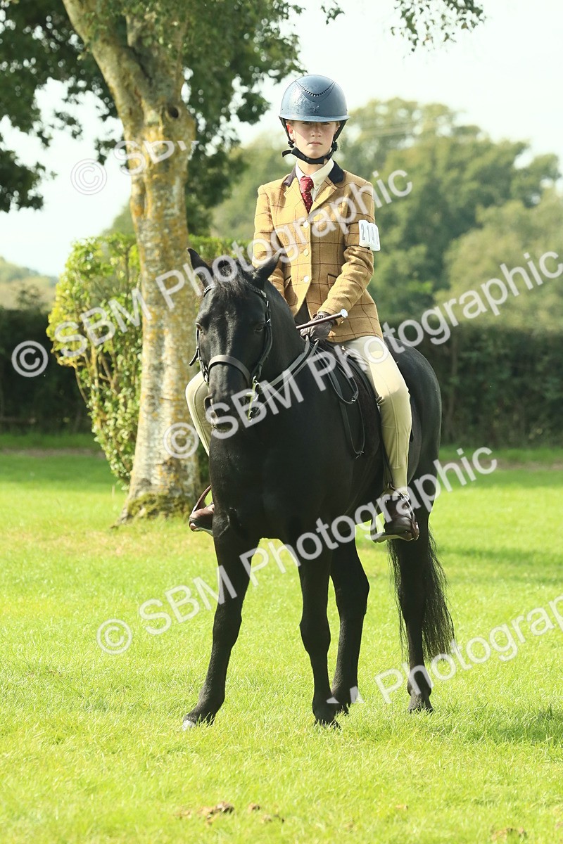 SBM_66686 - S34 - Rehabilitated Rescue Horse & Pony In Hand & Ridden