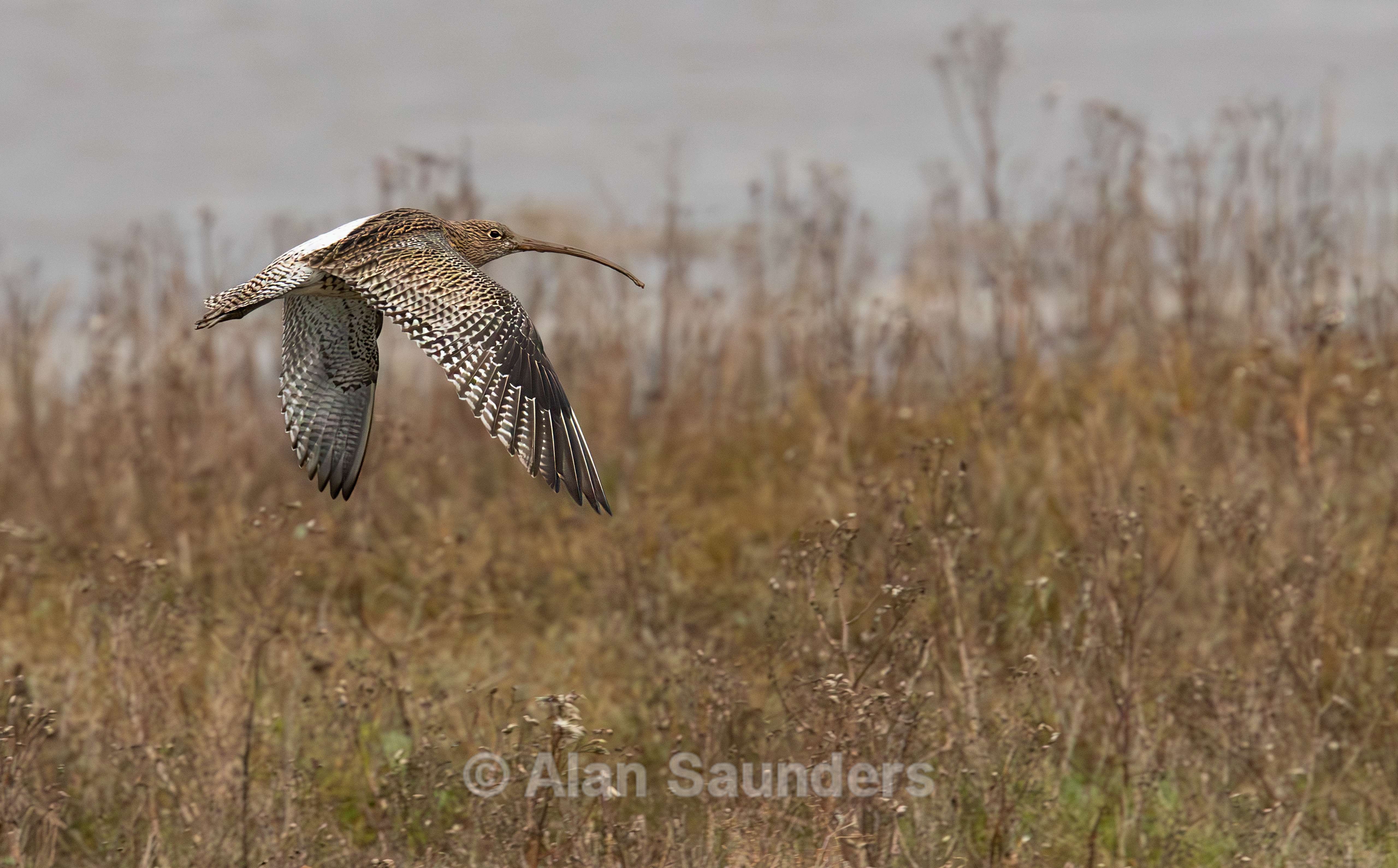 Eurasian Curlew 32