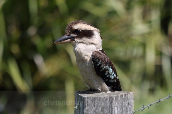  - Australian Birds