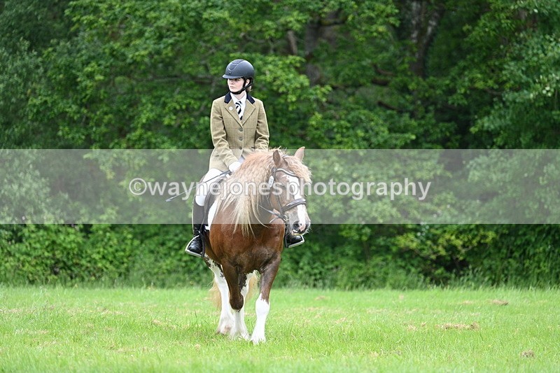 WJ7_4366 - Class 14B Prettiest Mare