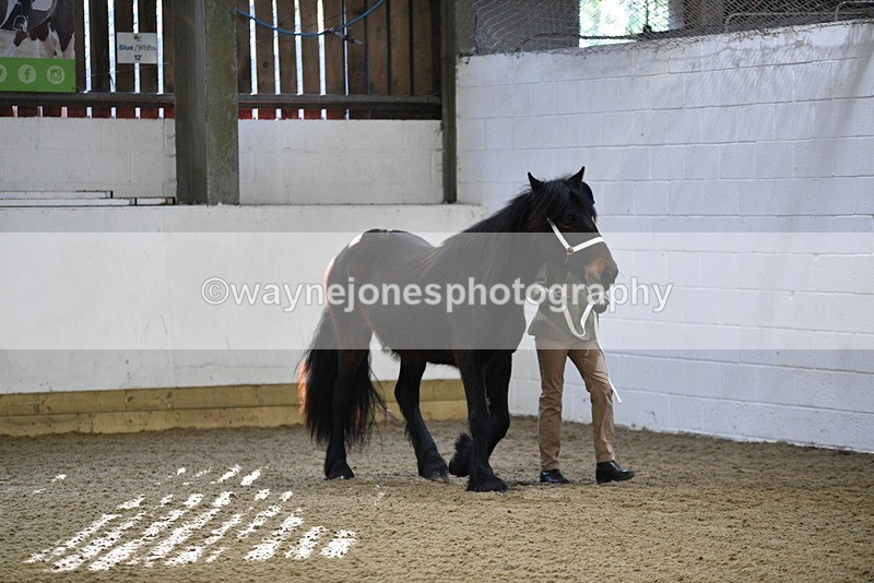 WJ5_3341 - Class 1 Youngstock