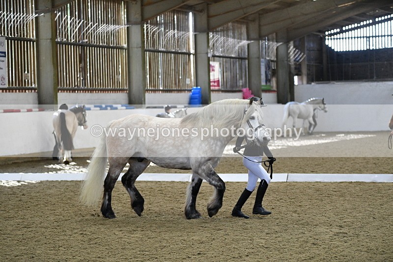 WJ5_4338 - Class 6 In hand M&M - Large Breeds