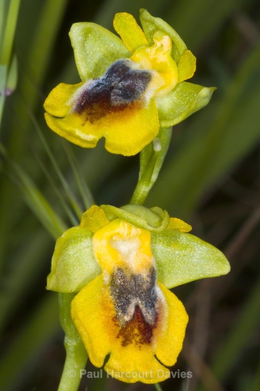 Yellow Ophrys (Ophrys lutea) - Orchids - Ophrys