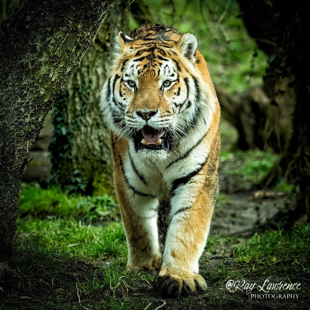 Amur Tiger - RLP_2057-424 - Vulnerable and Beyond